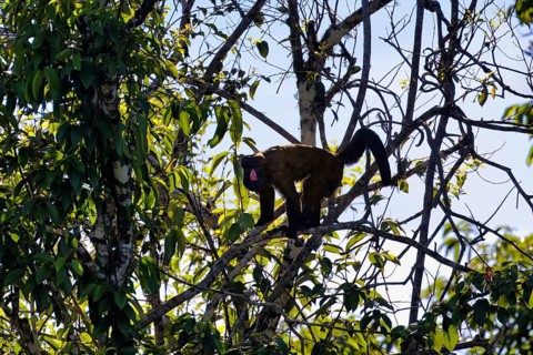 Red Nosed Bearded Saki, Chiropotes albinasus, Amazon basin, Brazil, South America