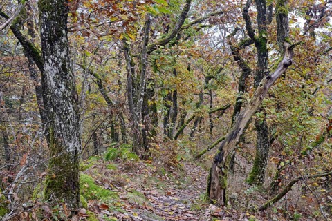 Narrow hiking trail leads over a mountain ridge, gnarled deciduous trees with autumn leaves,