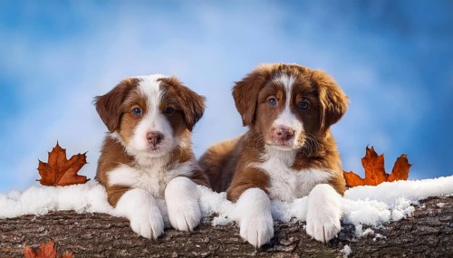 KI generated, dog, dogs, puppy, one, two, three, play, snow, winter, autumn leaves, blue sky,