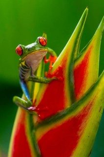 Red-eyed tree frog (Agalychnis callidryas), sitting on the blossom of a false bird-of-paradise