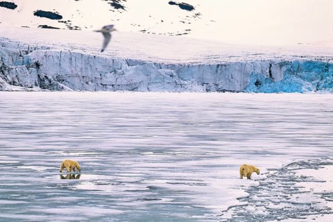Polar bears (Ursus maritimus) walking on melting ice by a sea glacier in the arctic, Svalbard