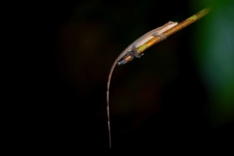 Anolis (Anolis) sitting on a stem at night, at night in the tropical rainforest, Refugio Nacional