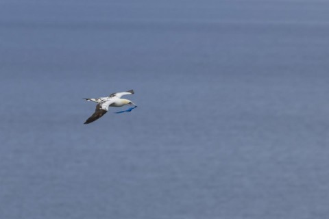 Northern gannet (Morus bassanus) adult bird in flight with a piece of plastic waste in its beak,
