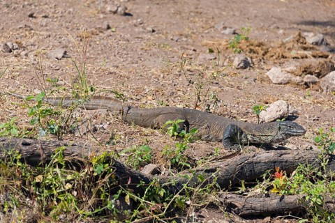 A monitor lizard sunbathing on the dry ground between stones and plants, Nile monitor lizard (Papio