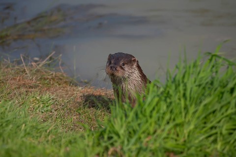 European otter (Lutra lutra) adult animal on a river bank, United Kingdom, Europe