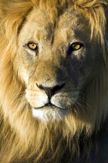 Male lion, (Panthera leo), last light portrait Kalahari Gemsbok NP, South Africa, Africa