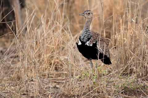 Red-crested Bustard (Lophotis ruficrista), adult, foraging, alert, Kruger National Park, Kruger