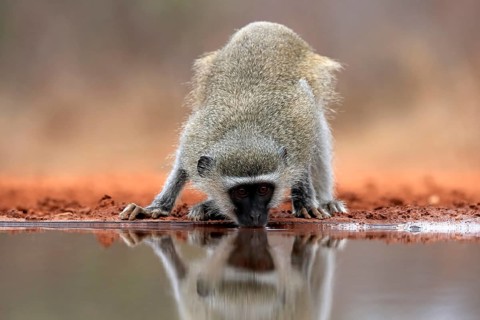 Vervet Monkey (Chlorocebus pygerythrus), adult, drinking, at the water, Kruger National Park,