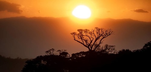 Treetops at sunset, silhouettes against the light, cloud forest, Monte Verde, Puntarenas province,