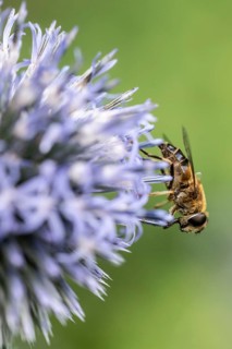 Tapered Dronefly (Eristalis pertinax), Emsland, Lower Saxony, Germany, Europe