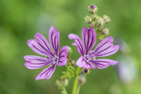 Common mallow (Malva sylvestris), Emsland, Lower Saxony, Germany, Europe