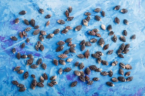 Black small seashells pattern on a blue concrete background, top view, flat lay