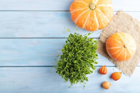 Microgreen sprouts of pea with pumpkin on blue wooden background. Top view, flat lay, copy space