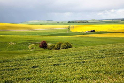 Chalk upland summer farming landscape on the Marlborough Downs, near Beckhampton, Wiltshire,