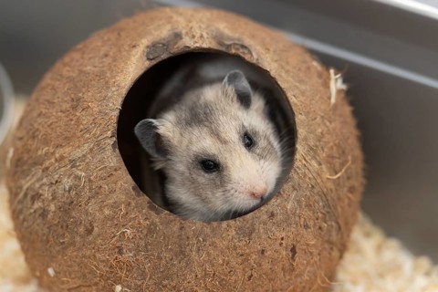 Hamster (Cricetinae spp.) pet animal looking out from a coconut shell, England, United Kingdom,