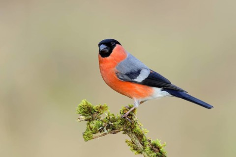 Eurasian bullfinch (Pyrrhula pyrrhula), male, sitting on a branch covered with moss, animals,
