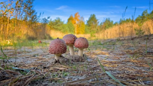 Red fly agaric (Amanita muscaria), poisonous mushroom, red cap with white spots, lucky mushroom,