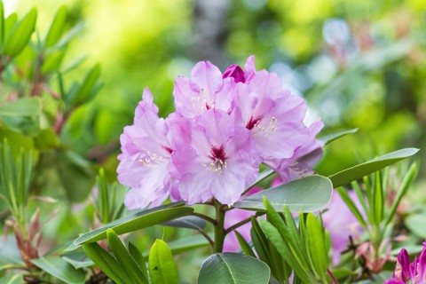 Blooming rhododendron in the botanical garden in spring