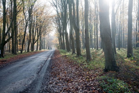 Road passing by brown beech tree autumn leaves through Savernake Forest, Wiltshire, England, UK