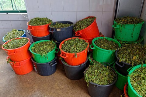 Green tea leaves in several red and black buckets on the ground, tea cultivation and production Cha