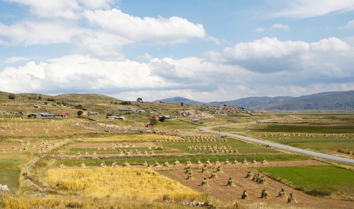 Landscape with sheaves of straw on the Chuicuito peninsula on Lake Titicaca, Puno province, Peru,