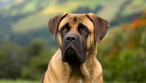 Pets, Dog, Mastiff, AI-generated, AI generated