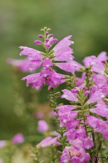 Joint flower (Physostegia virginiana), inflorescence, ornamental plant, North Rhine-Westphalia,