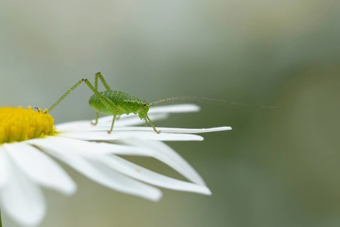 Speckled bush cricket (Leptophyes punctatissima) adult insect resting on an Oxeye daisy flower,