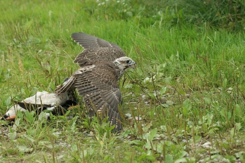 Gerfalcon (Falco rusticolus) young mallard trying to pull beaten mallard drake (Anas platyrhynchos)