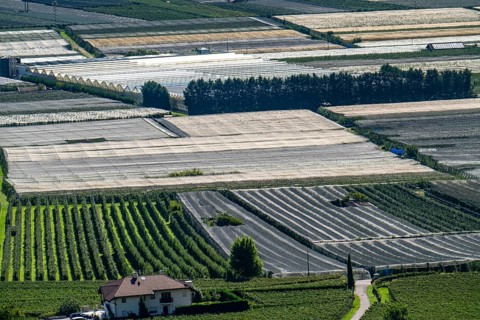 Apple-growing area and wine-growing, in the Adige Valley, South Tyrol, large areas under