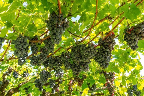Wine-growing, in the Adige Valley, near the village of Caldaro on the Wine Road, red wine vines,