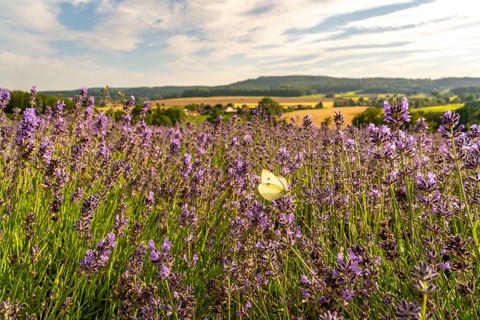 Small white, butterfly, on lavender fields in East Westphalia Lippe, OWL, near the village of