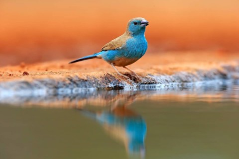 Blue waxbill (Uraeginthus angolensis), Angola butterfly finch, adult, at the water, Kruger National