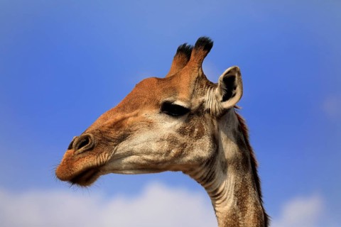 Southern giraffe (Giraffa camelopardalis giraffa), adult, portrait, Kruger National Park, Kruger