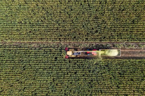 Maize harvest, combine harvester, chopper works its way through a maize field, the silage is pumped
