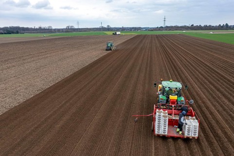 Early potatoes are laid in the soil of the field with a planting machine, tractor with roundabout