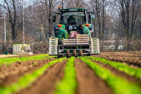 Agriculture, herb gardening, parsley is planted in rows in a field with a planting machine