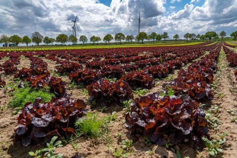 Agriculture, lettuce growing in a field, Lollo Rossa, in long rows of plants, North