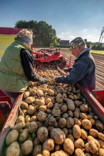 Potato harvesting, so-called split harvesting method, first the tubers are taken out of the ground
