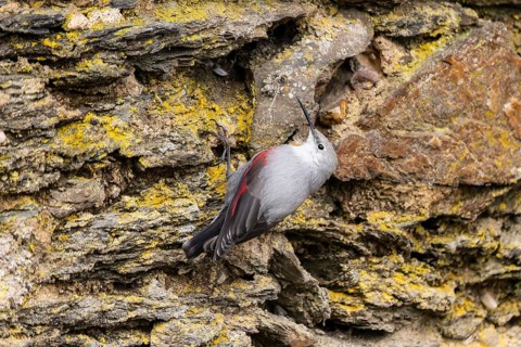 Wallcreeper (Tichodroma muraria) foraging on a wall, wildlife, Germany, Europe