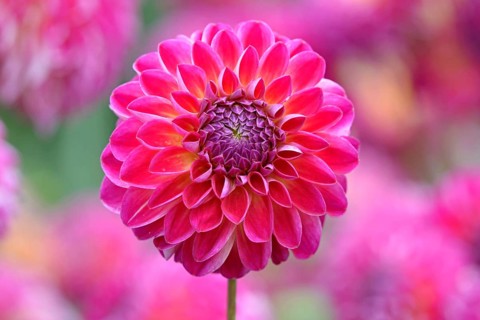 Decorative dahlias (Dahlia), Anne-Sophie variety, carmine red flower, North Rhine-Westphalia,