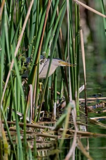 Little Bittern (Ixobrychus minutus), Crete, Greece, Europe