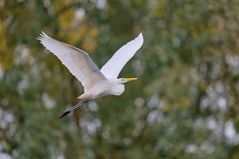 Great egret (Ardea alba) in flight, Lower Saxony, Germany, Europe