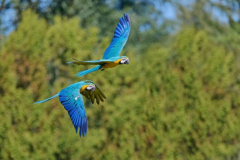 Blue and yellow macaw (Ara ararauna) in flight, captive, Lower Saxony, Germany, Europe