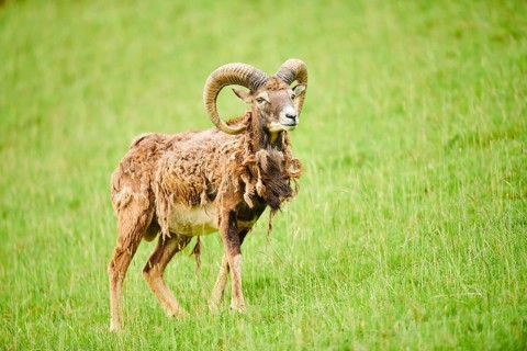 European mouflon (Ovis aries musimon) ram standing on a meadow, tirol, Kitzbühel, Wildpark Aurach,