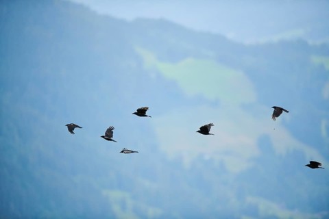 Carrion crow (Corvus corone) flying, tirol, Kitzbühel, Austria, Europe