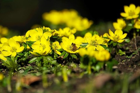 Winter aconites (Eranthis hyemalis), Germany, Europe