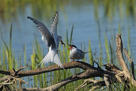 Common Tern (Sterna hirunda) Courtship, male presents bridal gift to female, Central Sweden,