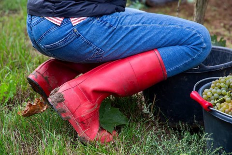 Woman with red rubber boots at the grape grape harvest