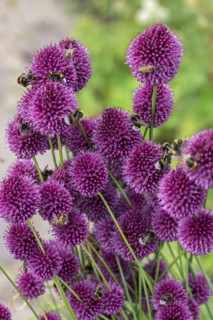 Bumblebees (Bombus) on flowers of the globe leek (Allium sphaerocephalon), Mecklenburg-Vorpommern,